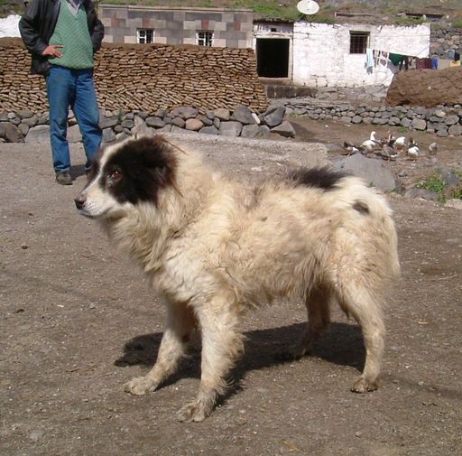 Karabash Eu Berger D Anatolie Kangal Karabash Tous Chiens De Protection De Troupeaux